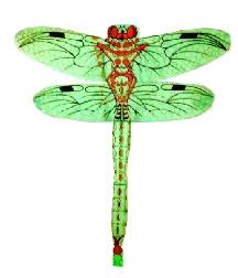 large green nylon kite - dragonfly